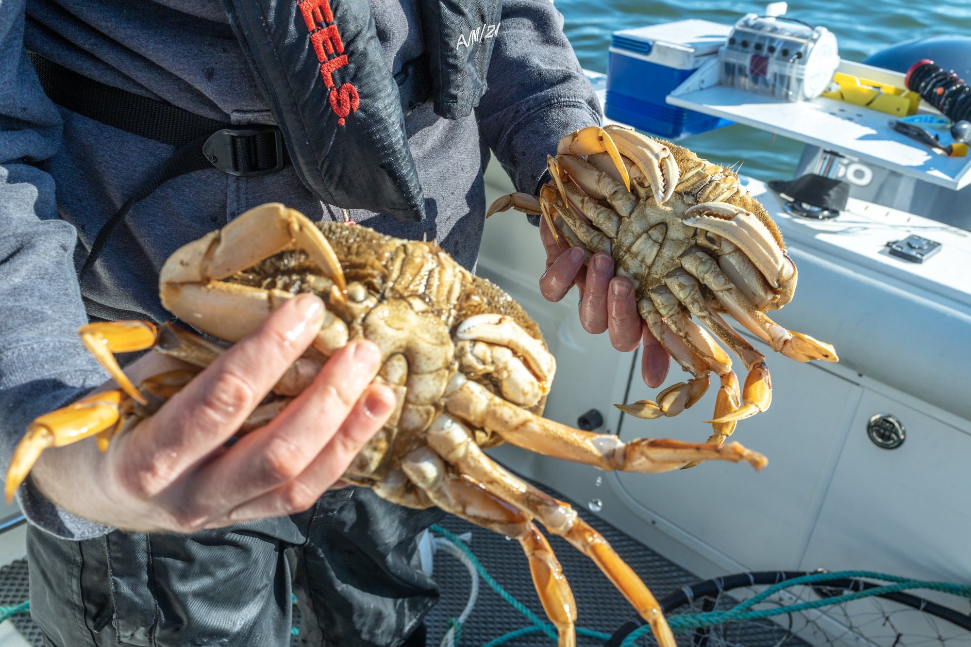 Crab Crawl