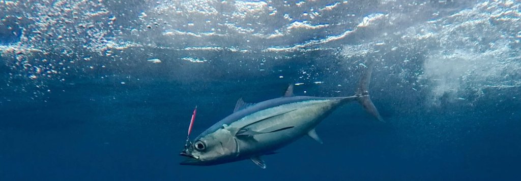 Book 2026 Ilwaco Fishing Charters | Salmon, Tuna, Halibut & More