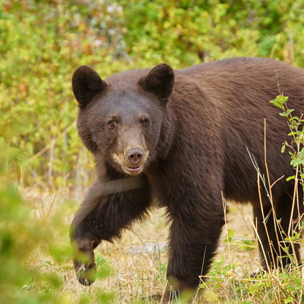 bear safety