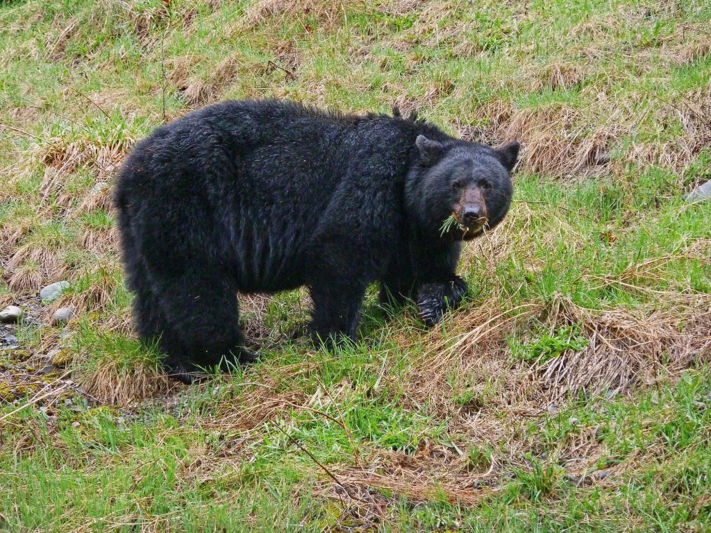 Bear Safety on Washington’s Evergreen Coast Bear Safety on Washington’s Evergreen Coast