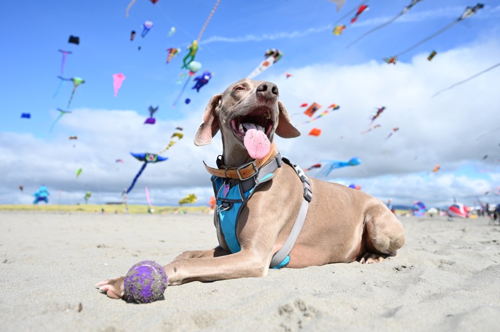 Summer Events on Washington’s Evergreen Coast 2025 | Festivals, Music and Markets Summer Events on Washington’s Evergreen Coast 2025 | Festivals, Music and Markets