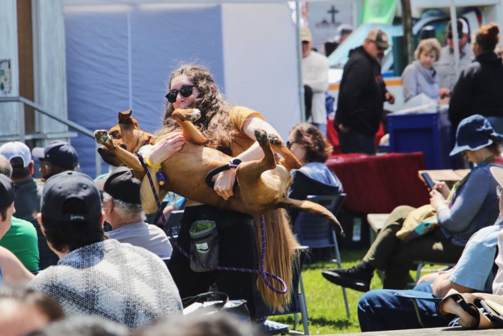 Dog-O-Rama 2025: Dog-Friendly Festival in Long Beach, WA Dog-O-Rama 2025: Dog-Friendly Festival in Long Beach, WA
