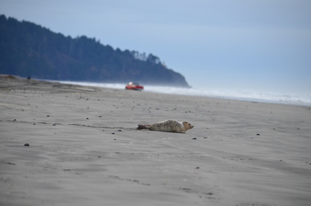 Beach Safety & Driving