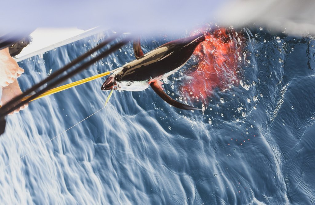Albacore Tuna Fishing on Washington’s Evergreen Coast: The Ultimate Summer Offshore Adventure