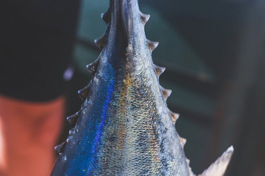 Albacore Tuna Fishing on Washington’s Evergreen Coast: The Ultimate Summer Offshore Adventure