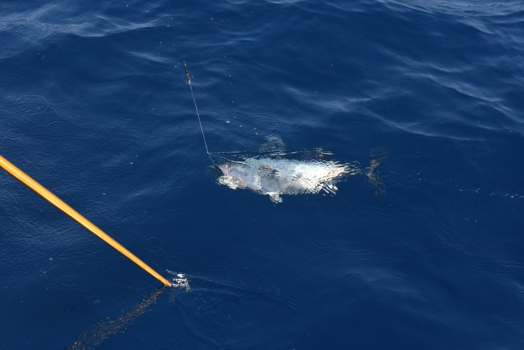 Albacore Tuna Fishing on Washington’s Evergreen Coast: The Ultimate Summer Offshore Adventure