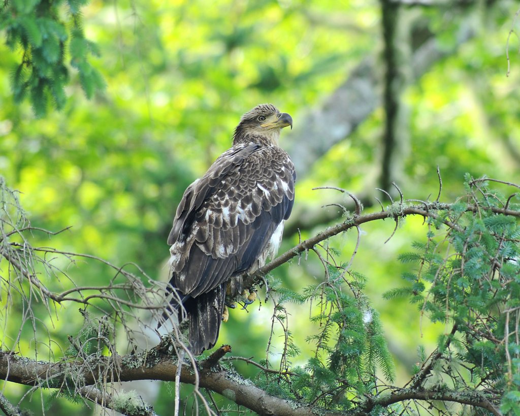 Birds & Wildlife
