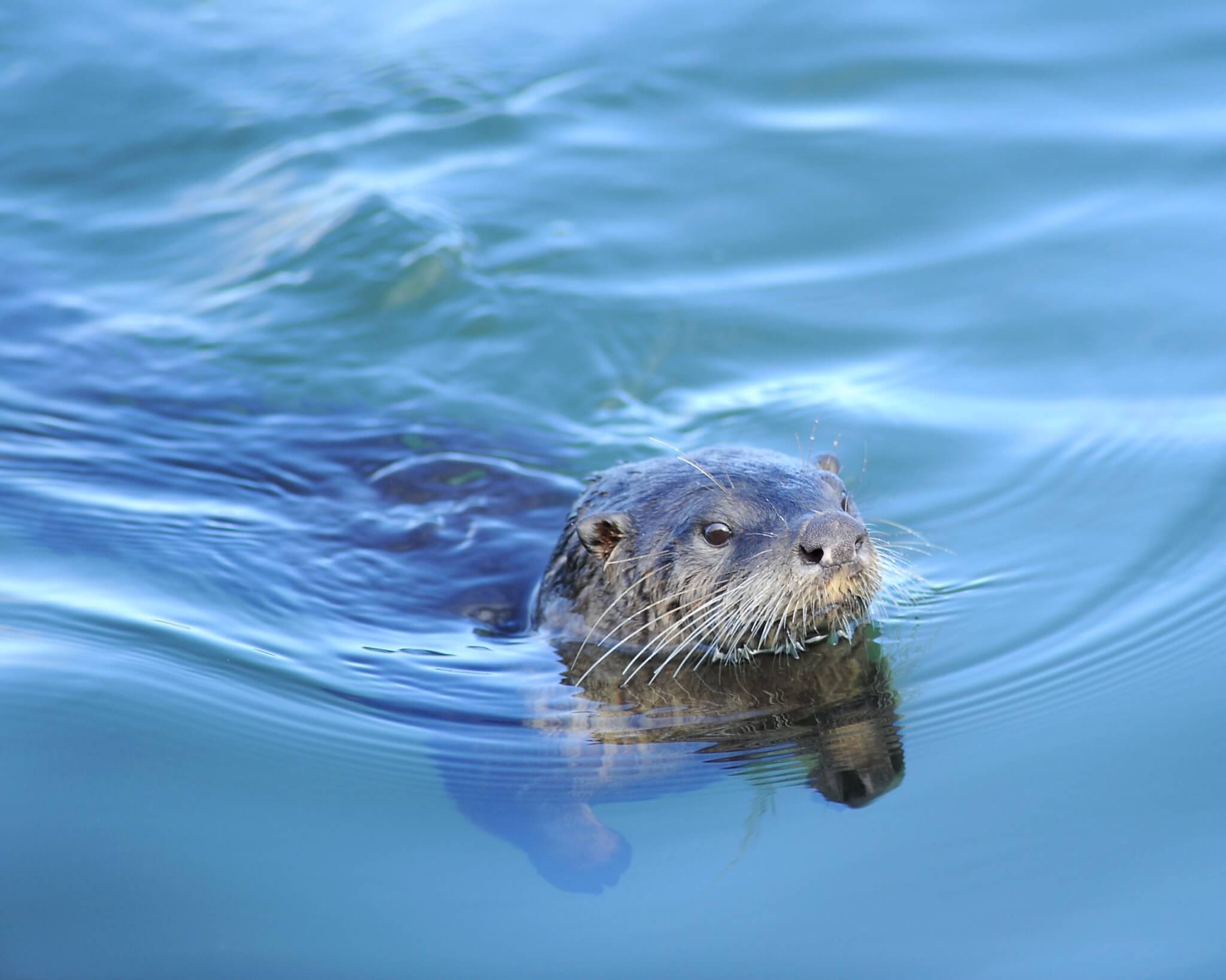 Wildlife Photography on Washington's Evergreen Coast: Where Nature Steals the Spotlight Wildlife Photography on Washington's Evergreen Coast: Where Nature Steals the Spotlight