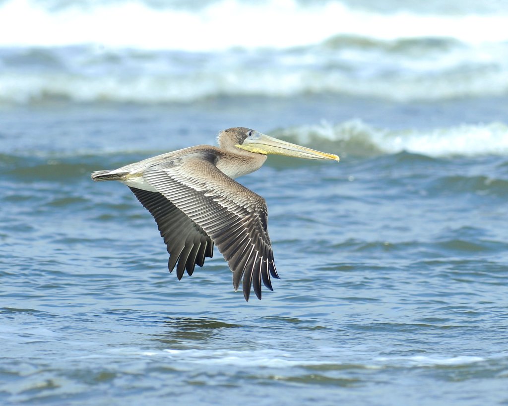 Birds & Wildlife