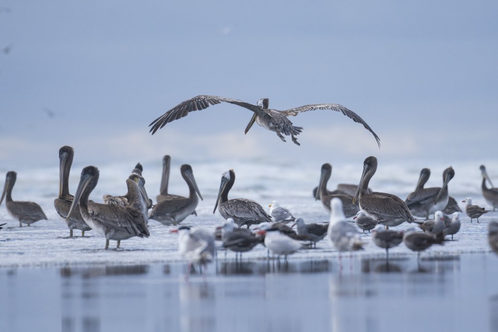 Birds & Wildlife