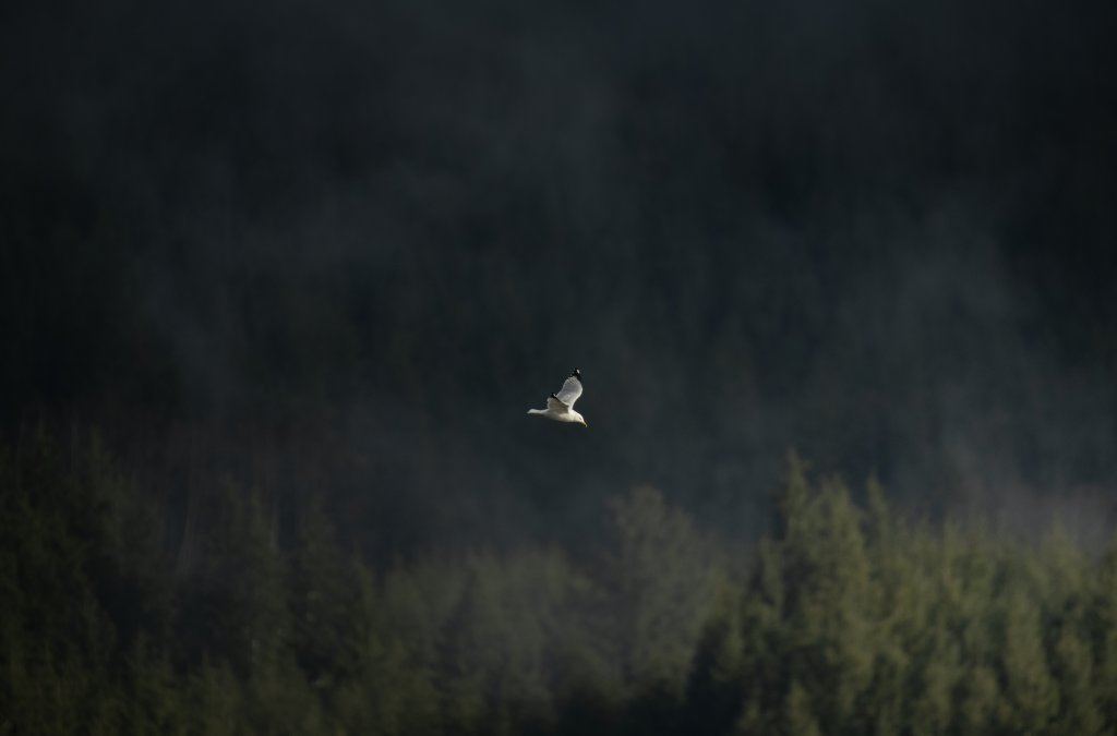 Birds & Wildlife
