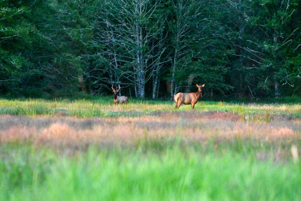 Wildlife Wonders of Washington’s Evergreen Coast Wildlife Wonders of Washington’s Evergreen Coast