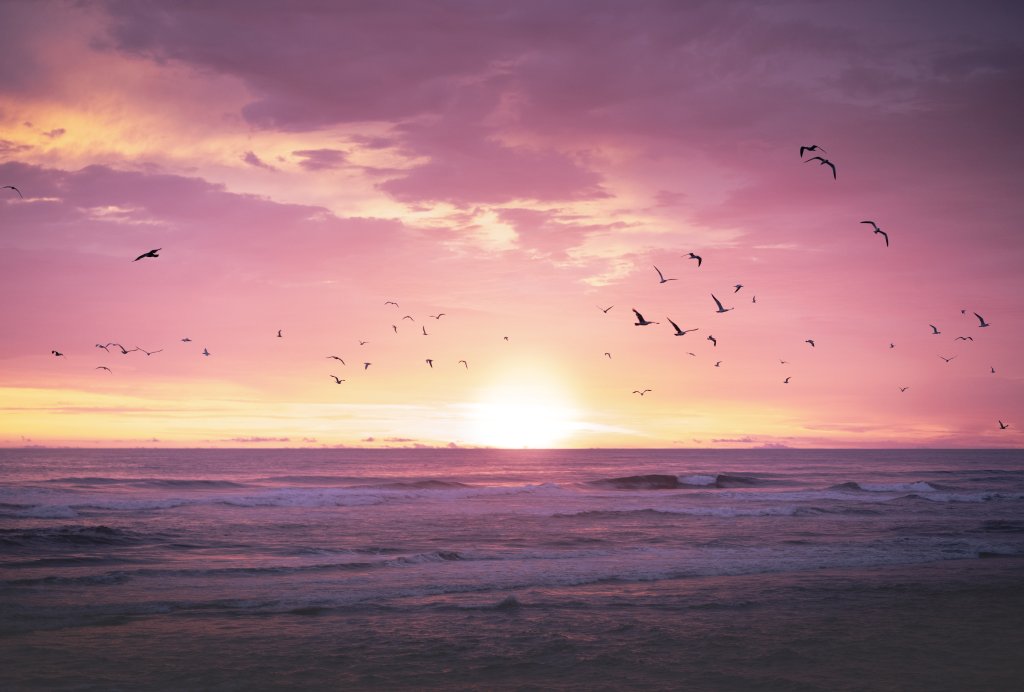 Birds & Wildlife