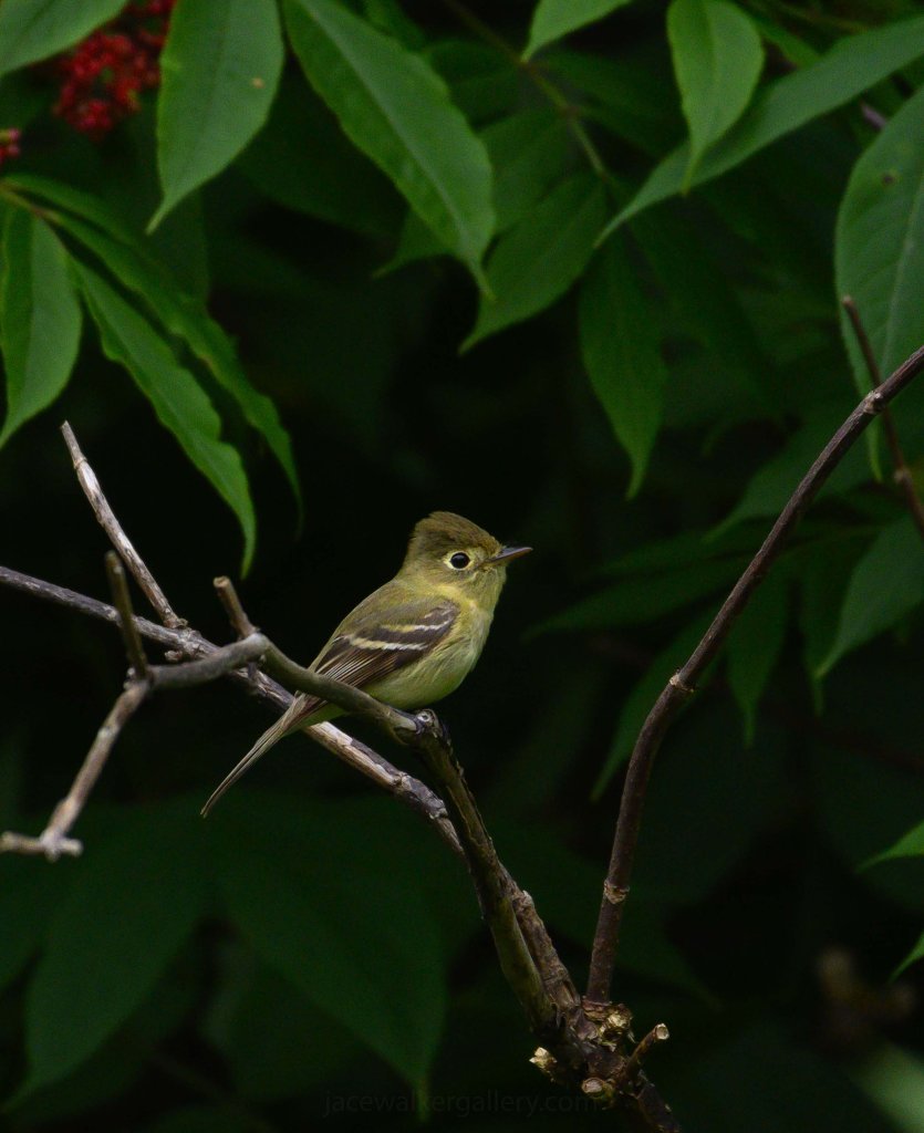 Birds & Wildlife