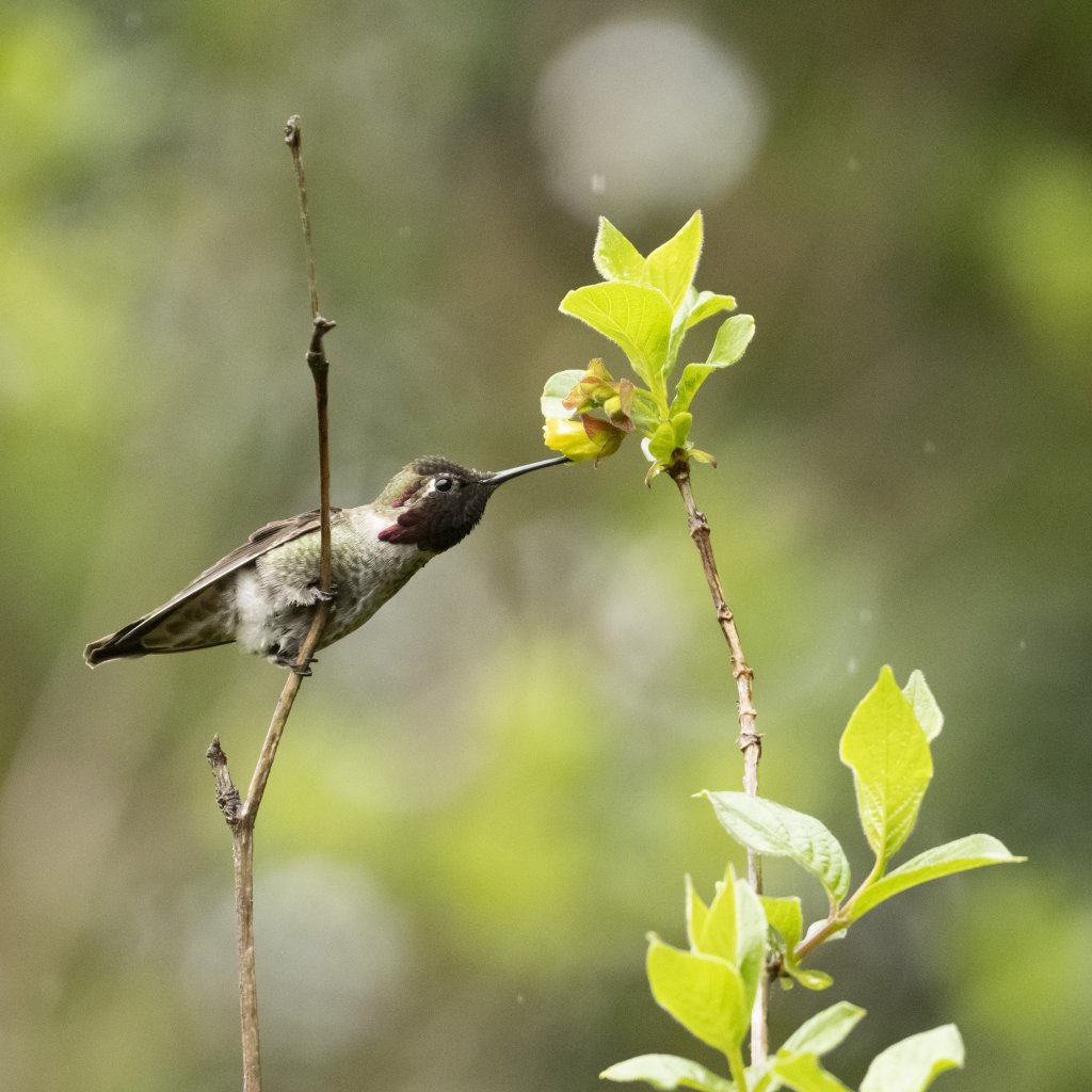 Birds & Wildlife