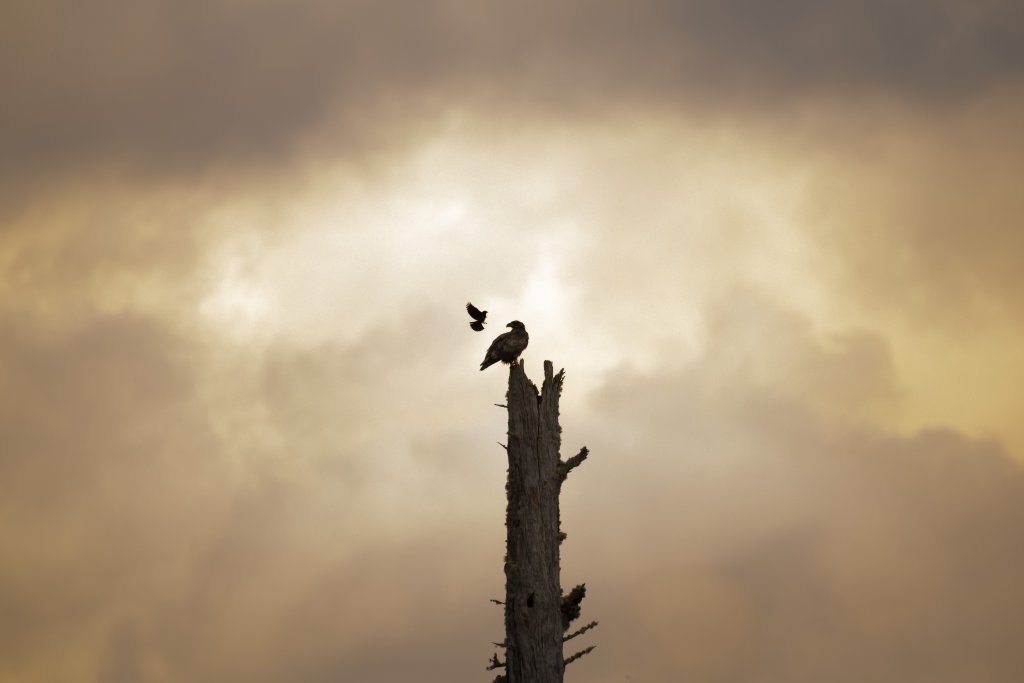Birds & Wildlife