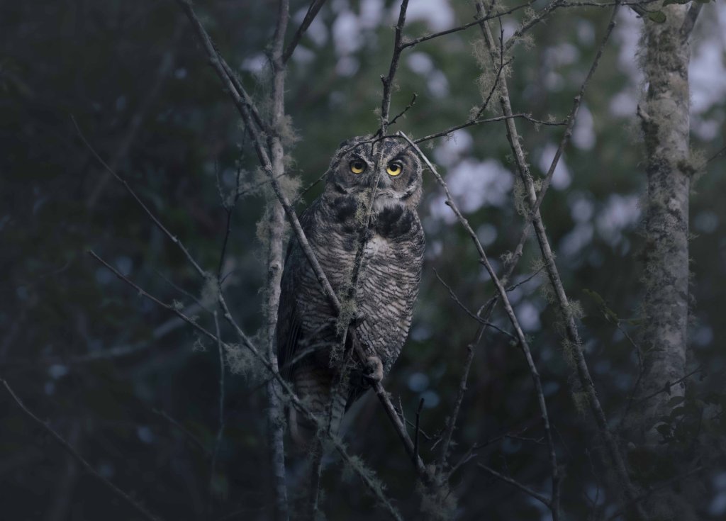 Birds & Wildlife