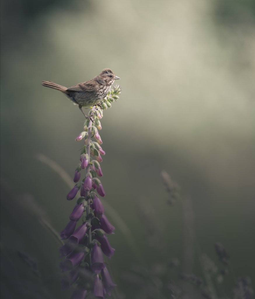 Birds & Wildlife