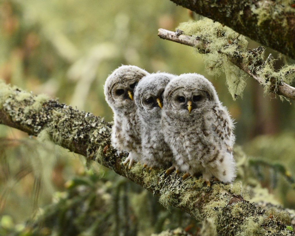 Birds & Wildlife