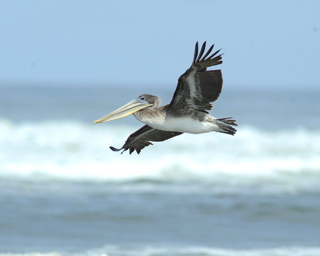 The History Behind Cape Disappointment and Coastal Place Names on Washington’s Evergreen Coast The History Behind Cape Disappointment and Coastal Place Names on Washington’s Evergreen Coast