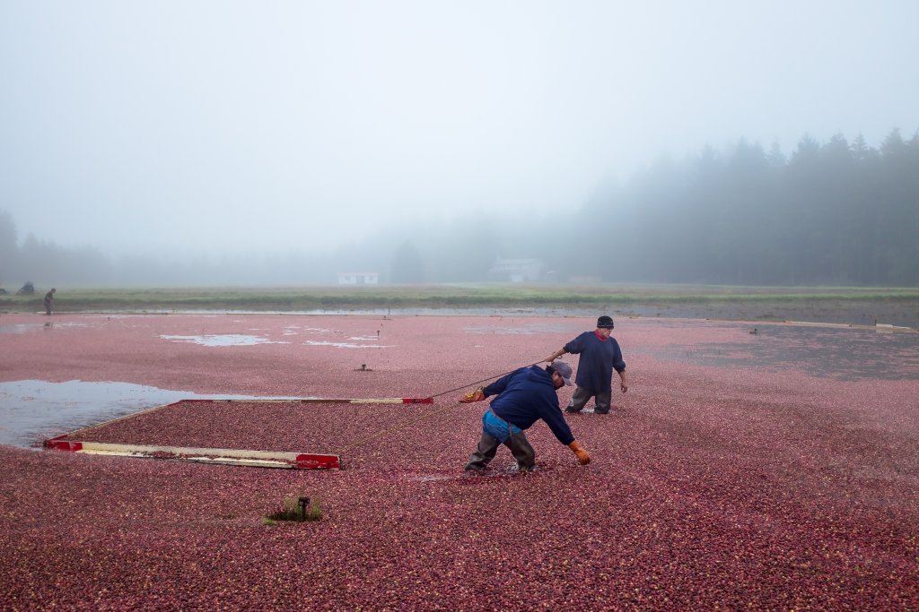 Washington's Evergreen Coast Cranberries