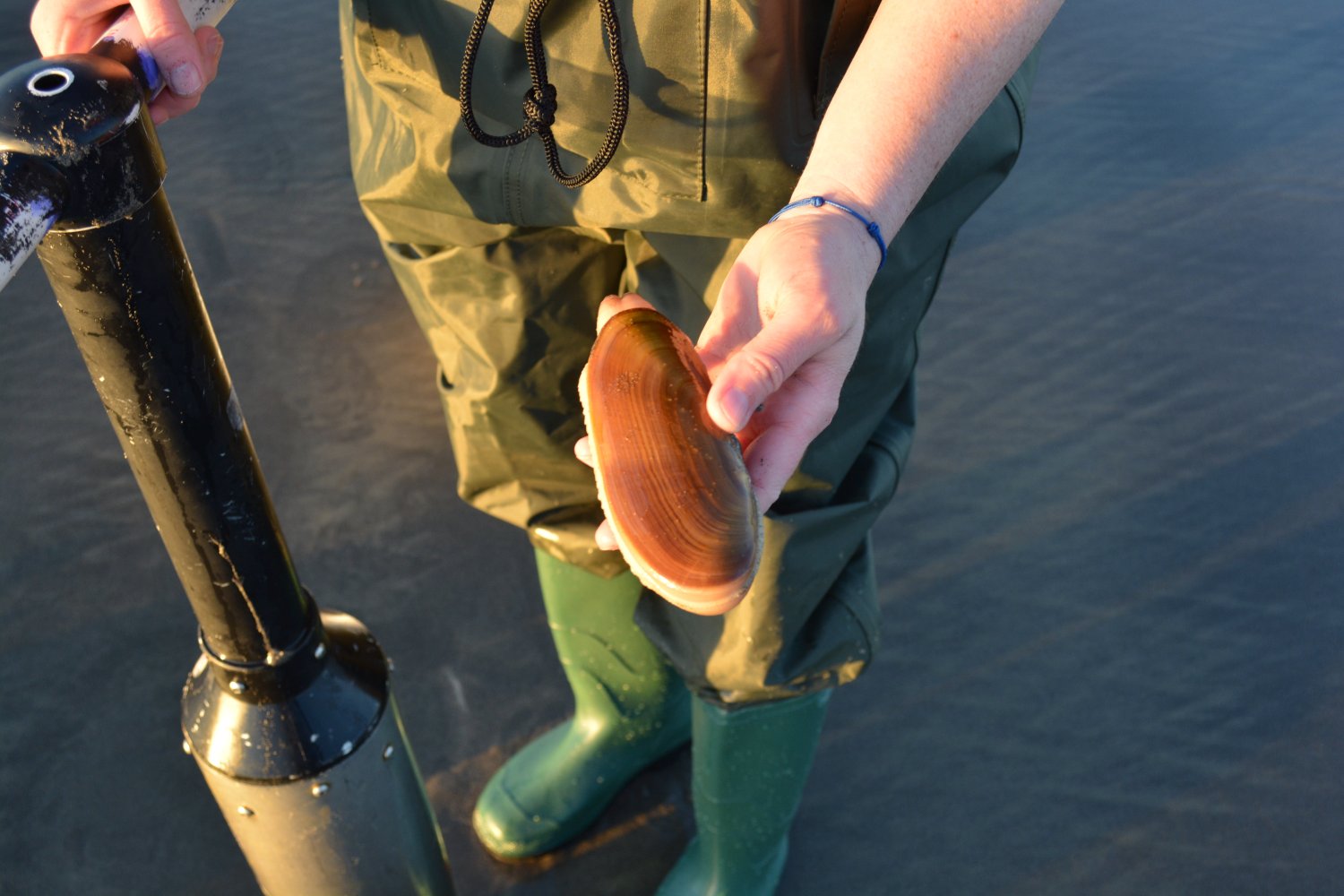 Razor Clam Digging on Washington’s Evergreen Coast