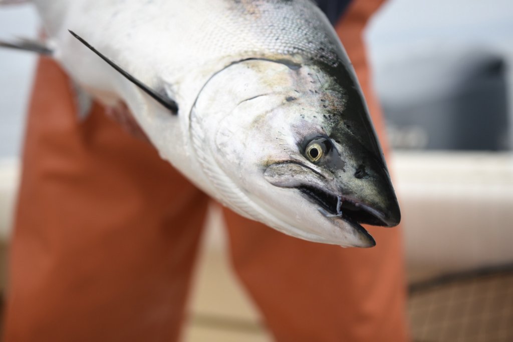 Book 2026 Ilwaco Fishing Charters | Salmon, Tuna, Halibut & More