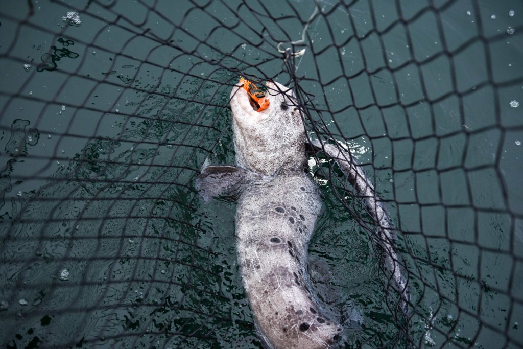 Book 2026 Ilwaco Fishing Charters | Salmon, Tuna, Halibut & More