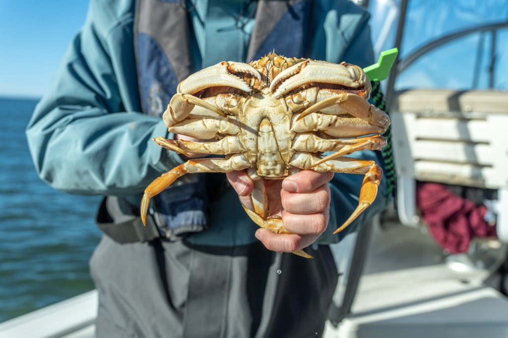 Commercial Crab Season on Washington’s Evergreen Coast | Dungeness Crab & Coastal Traditions Commercial Crab Season on Washington’s Evergreen Coast | Dungeness Crab & Coastal Traditions