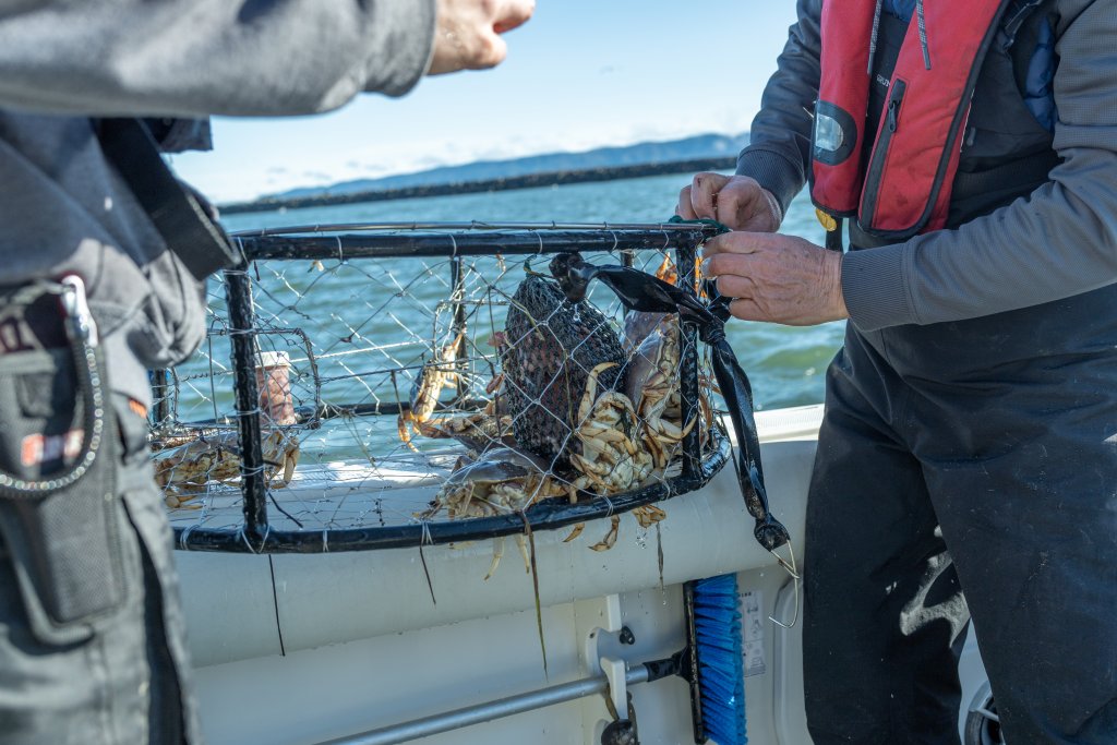 Commercial Crab Season on Washington’s Evergreen Coast | Dungeness Crab & Coastal Traditions Commercial Crab Season on Washington’s Evergreen Coast | Dungeness Crab & Coastal Traditions