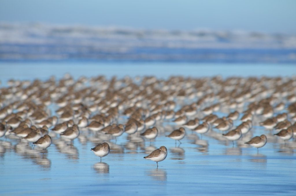 Birding on Washington’s Evergreen Coast | Best Birding Spots in Pacific County