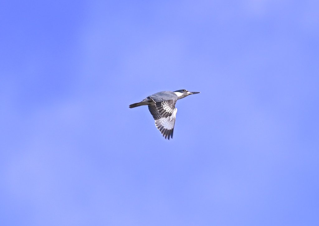 Birding on Washington’s Evergreen Coast | Best Birding Spots in Pacific County