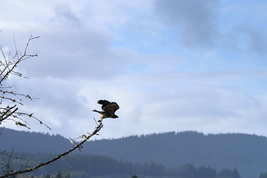Birding on Washington’s Evergreen Coast | Best Birding Spots in Pacific County