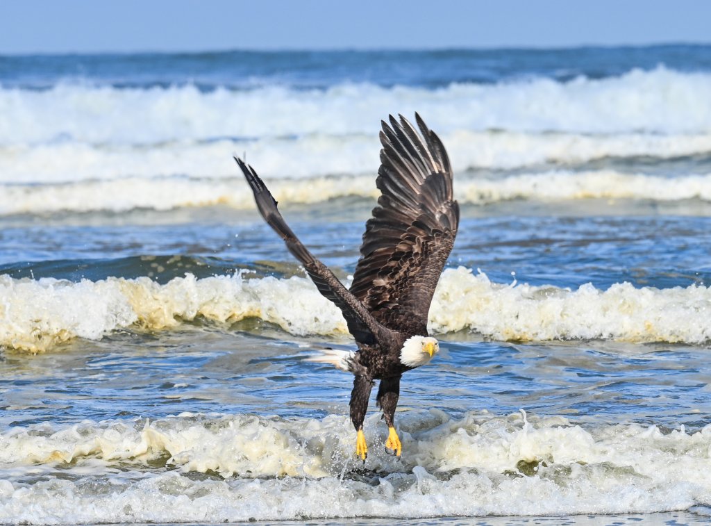 Birding on Washington’s Evergreen Coast | Best Birding Spots in Pacific County