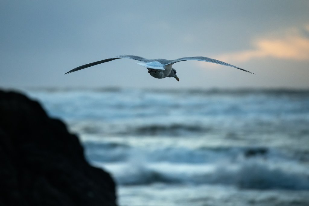 Birding on Washington’s Evergreen Coast | Best Birding Spots in Pacific County