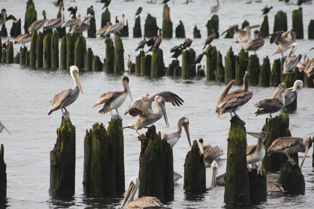 Birding on Washington’s Evergreen Coast | Best Birding Spots in Pacific County
