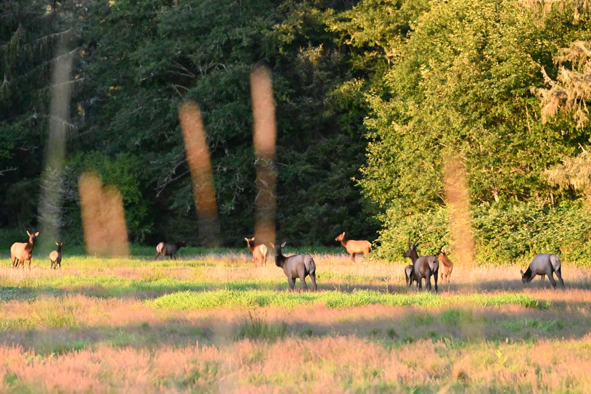 Kayaking Through Willapa Bay: A Different Side of Washington’s Evergreen Coast