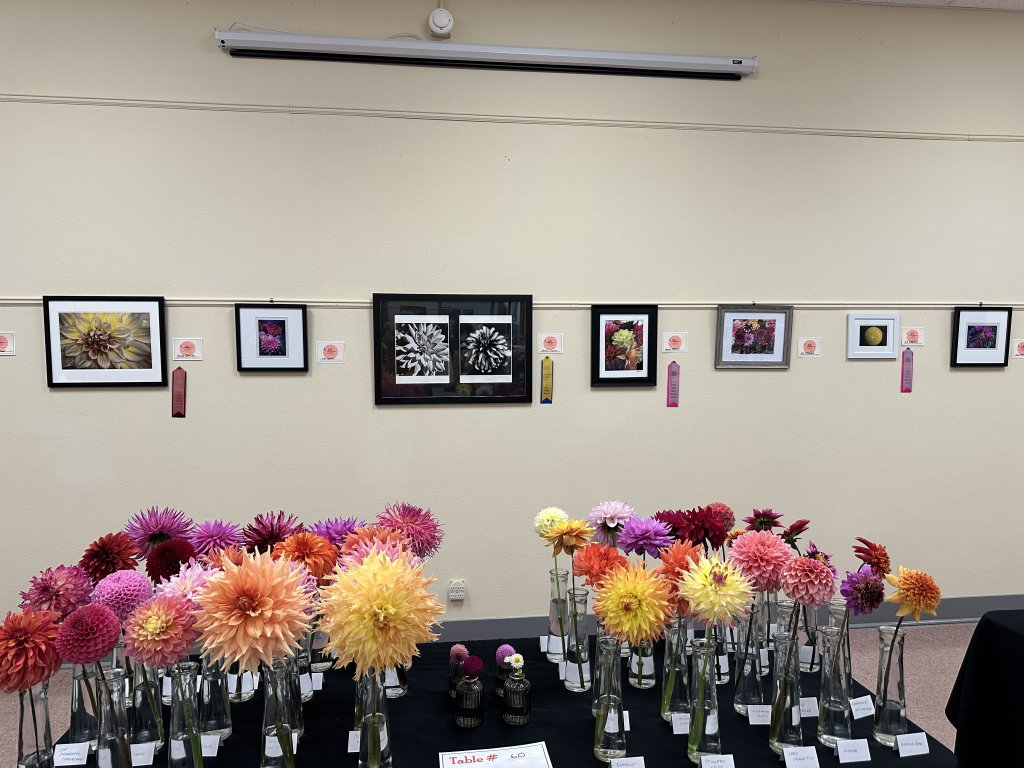 Columbia Pacific Dahlia Show 2026