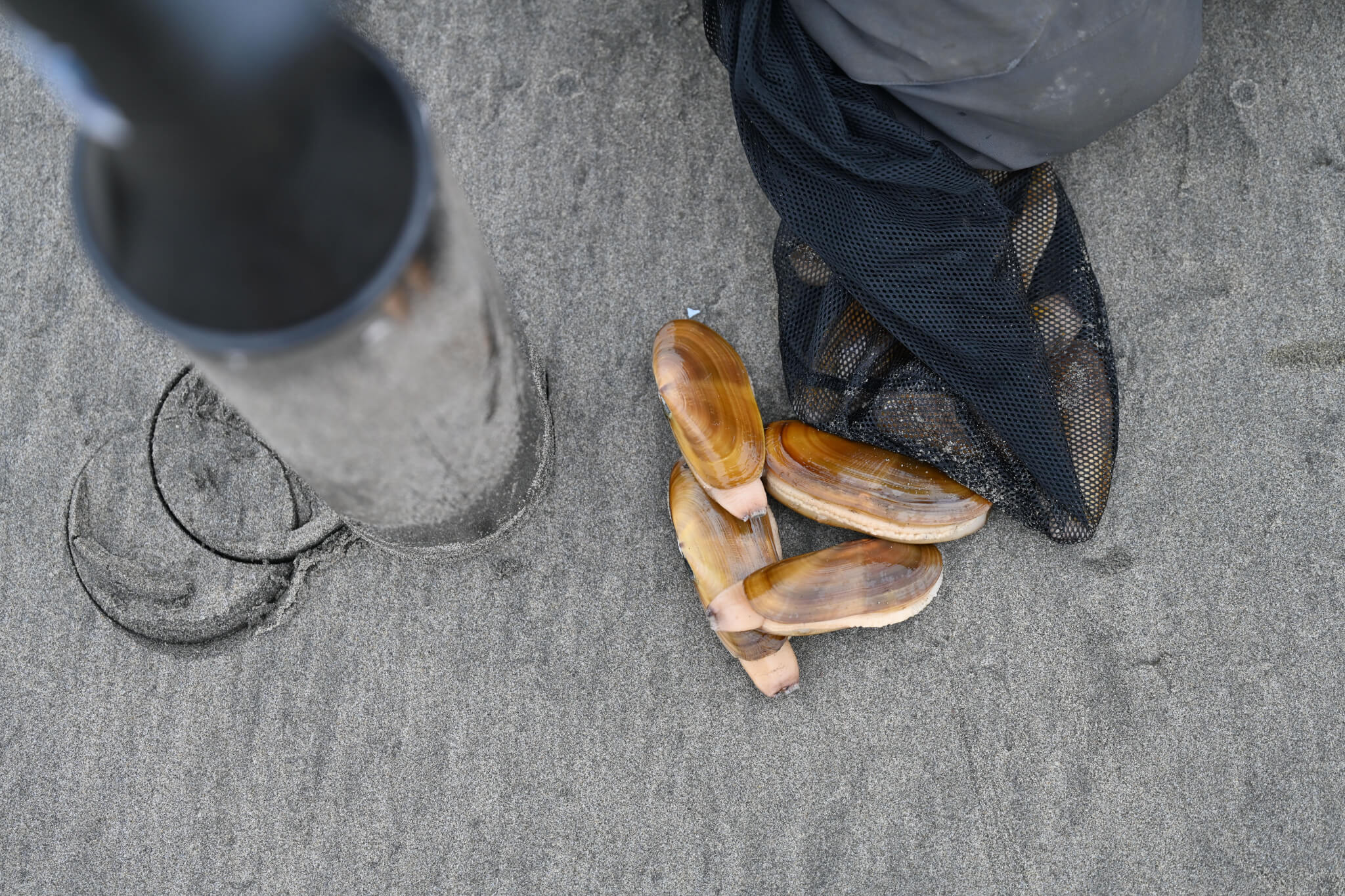 Foraging on Washington’s Evergreen Coast: Discovering the Wild Foods of Pacific County