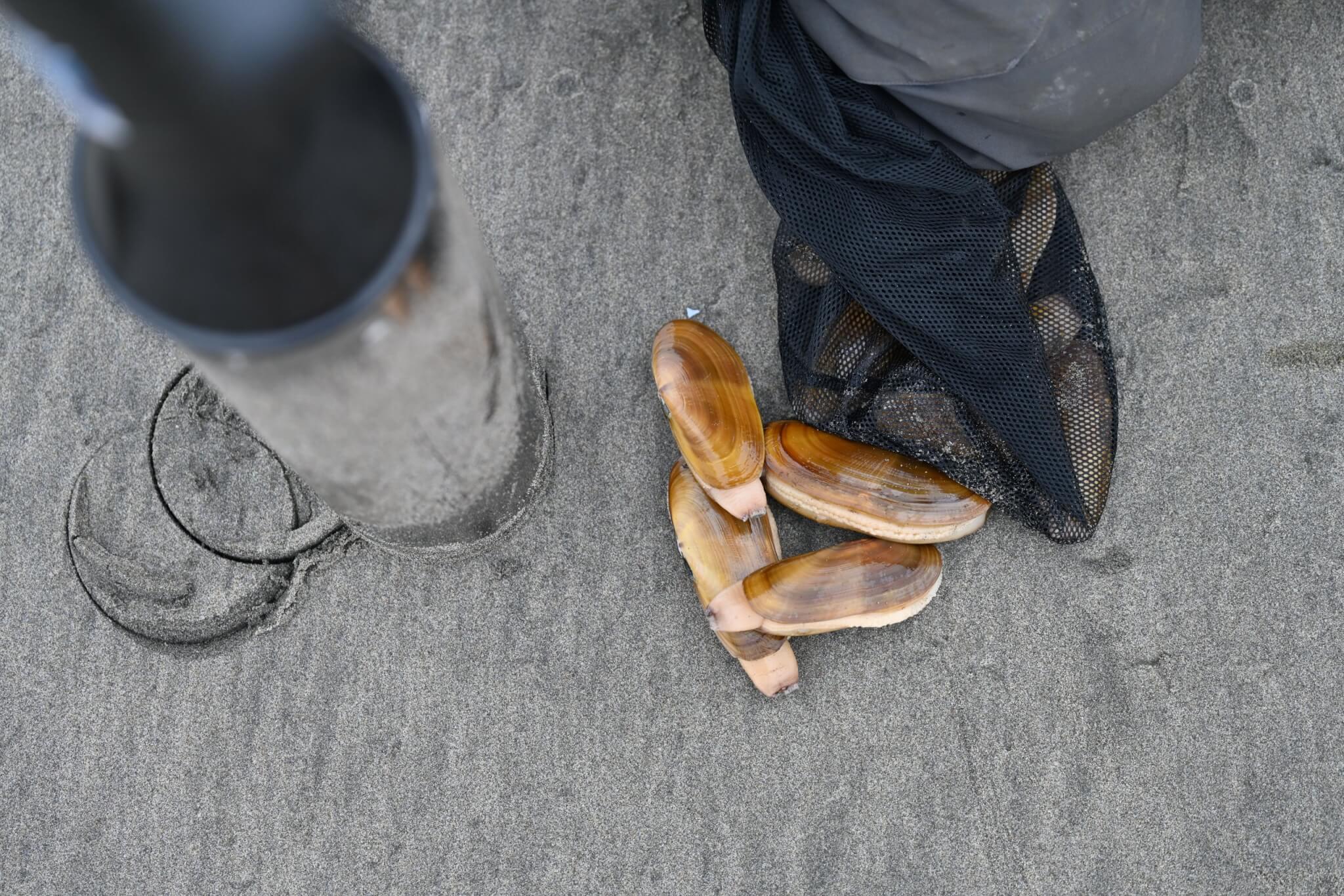 Chasing the Tide: The Thrill of a Razor Clam Dig on Washington’s Evergreen Coast Chasing the Tide: The Thrill of a Razor Clam Dig on Washington’s Evergreen Coast