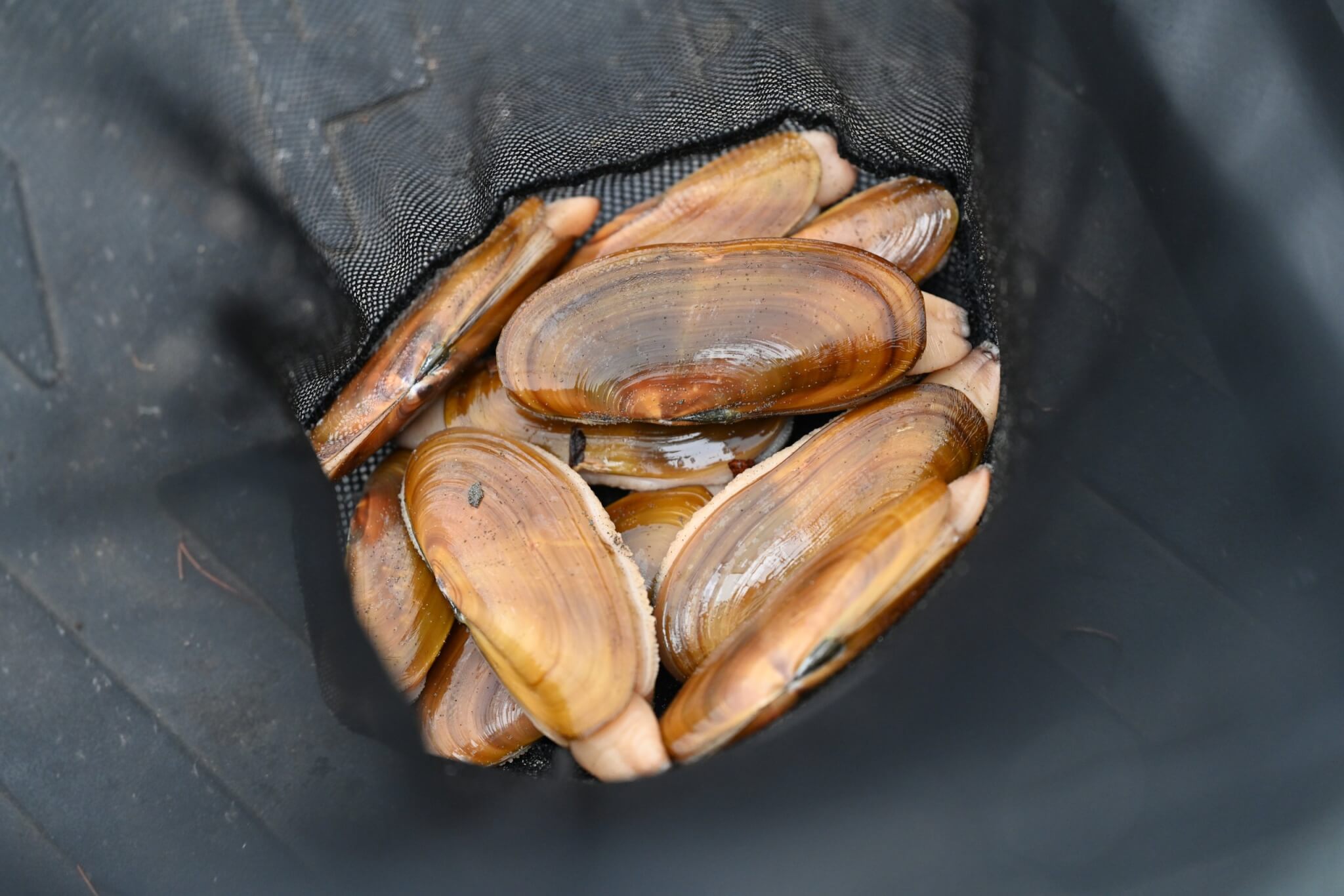 Chasing the Tide: The Thrill of a Razor Clam Dig on Washington’s Evergreen Coast Chasing the Tide: The Thrill of a Razor Clam Dig on Washington’s Evergreen Coast