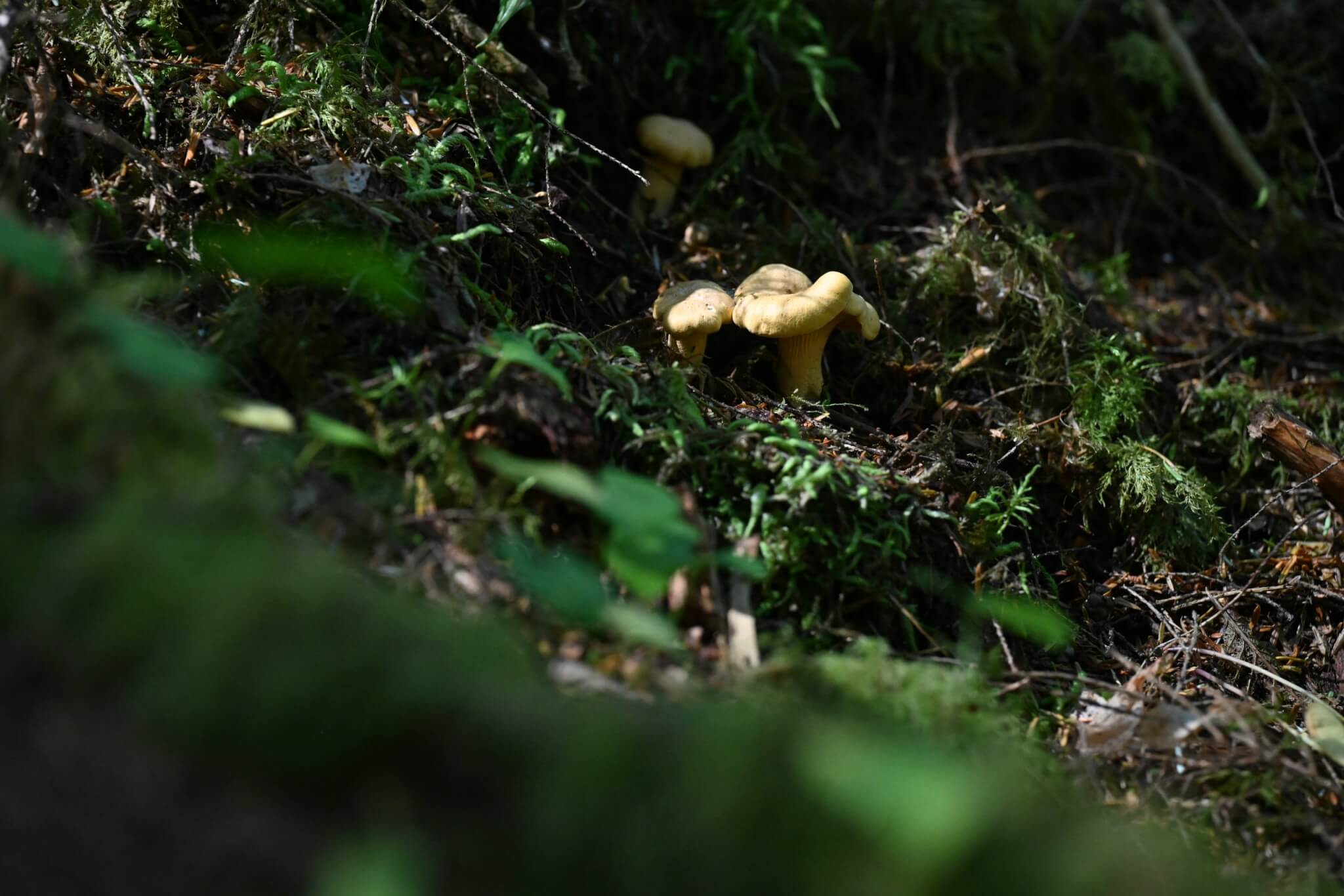Mushroom Hunting on the Washington Coast | Fall Guide Mushroom Hunting on the Washington Coast | Fall Guide