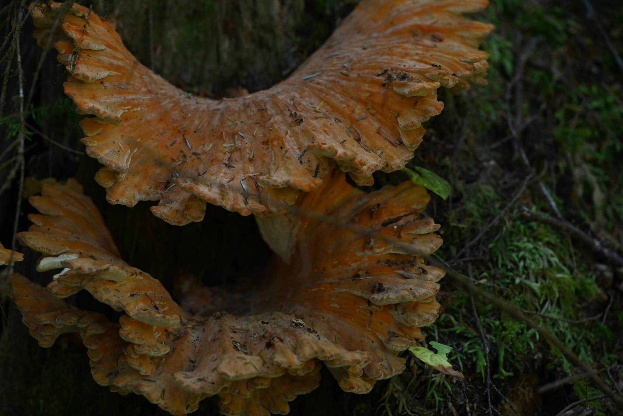 Mushroom Hunting on the Washington Coast | Fall Guide Mushroom Hunting on the Washington Coast | Fall Guide