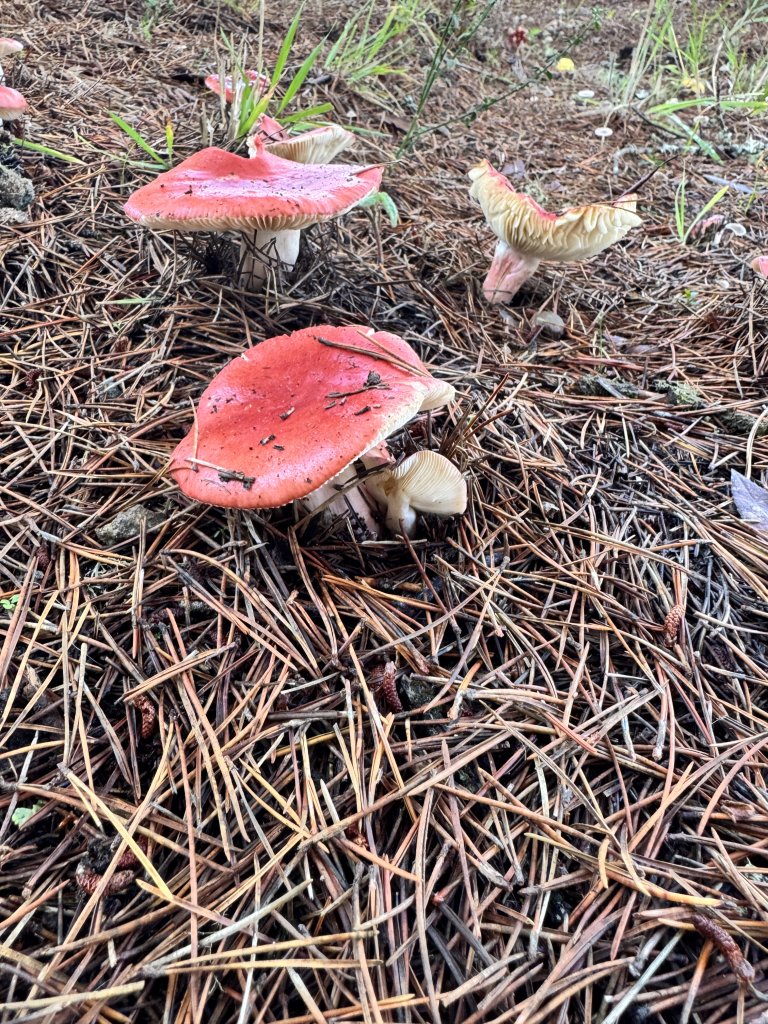 Mushroom Hunting on the Washington Coast | Fall Guide