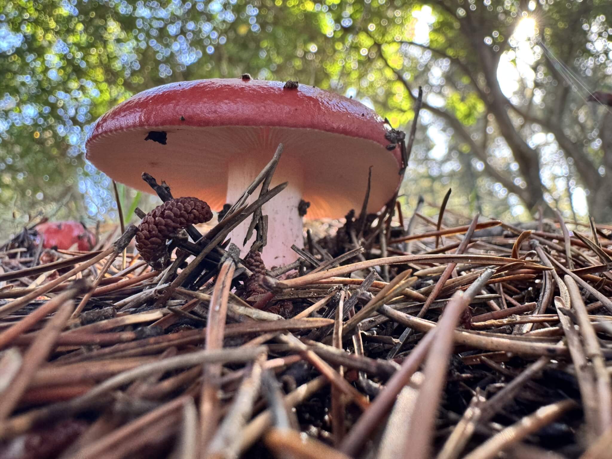 Mushroom Hunting on the Washington Coast | Fall Guide Mushroom Hunting on the Washington Coast | Fall Guide