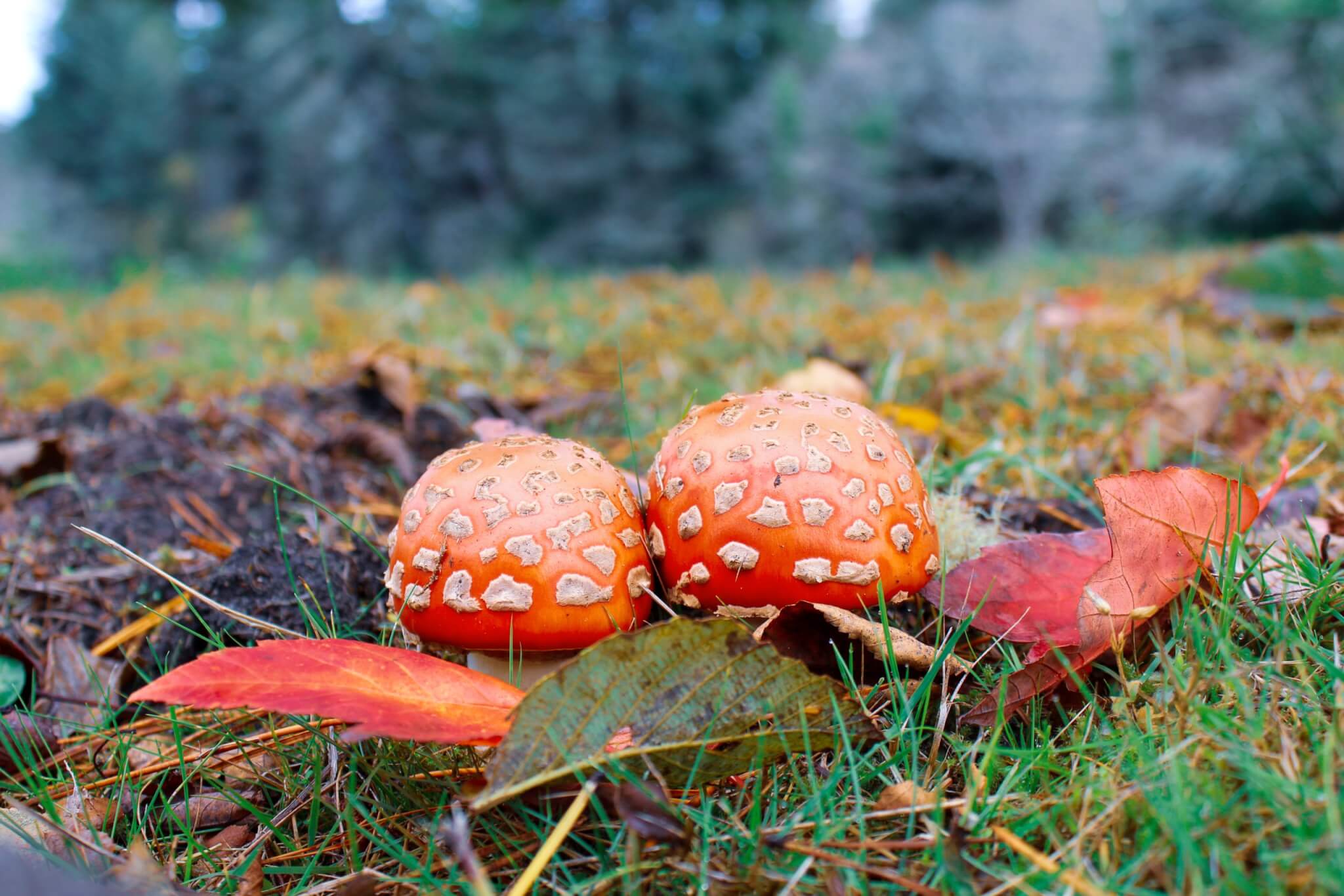 Mushroom Hunting on the Washington Coast | Fall Guide Mushroom Hunting on the Washington Coast | Fall Guide