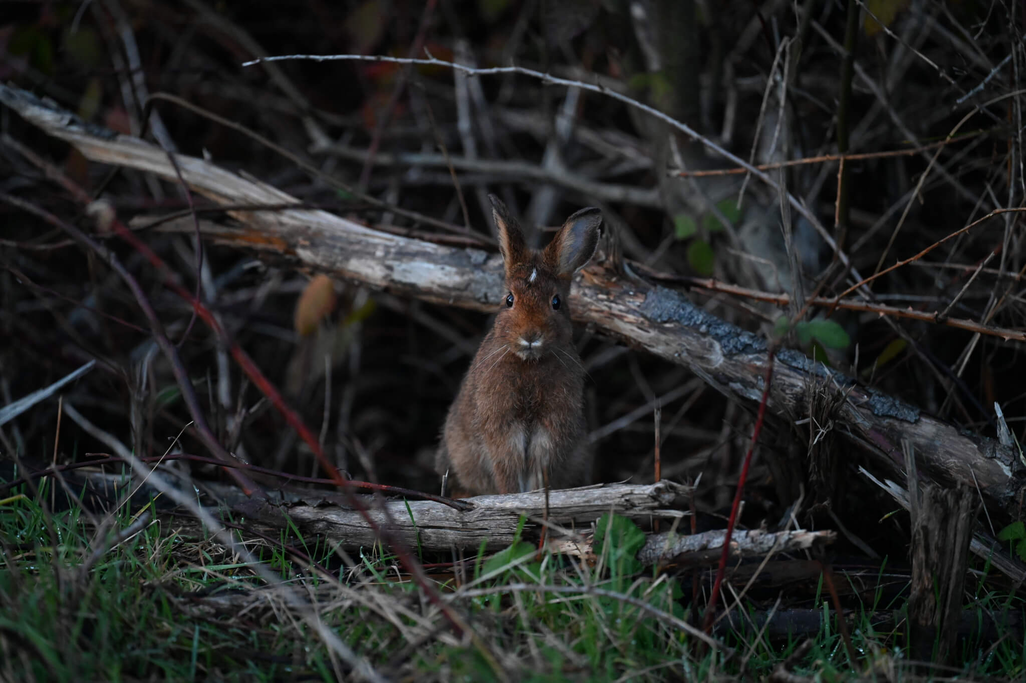Wildlife Photography on Washington's Evergreen Coast: Where Nature Steals the Spotlight Wildlife Photography on Washington's Evergreen Coast: Where Nature Steals the Spotlight