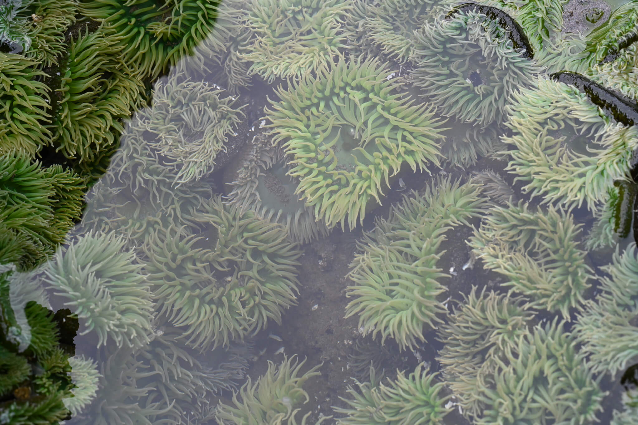 Wildlife Photography on Washington's Evergreen Coast: Where Nature Steals the Spotlight Wildlife Photography on Washington's Evergreen Coast: Where Nature Steals the Spotlight