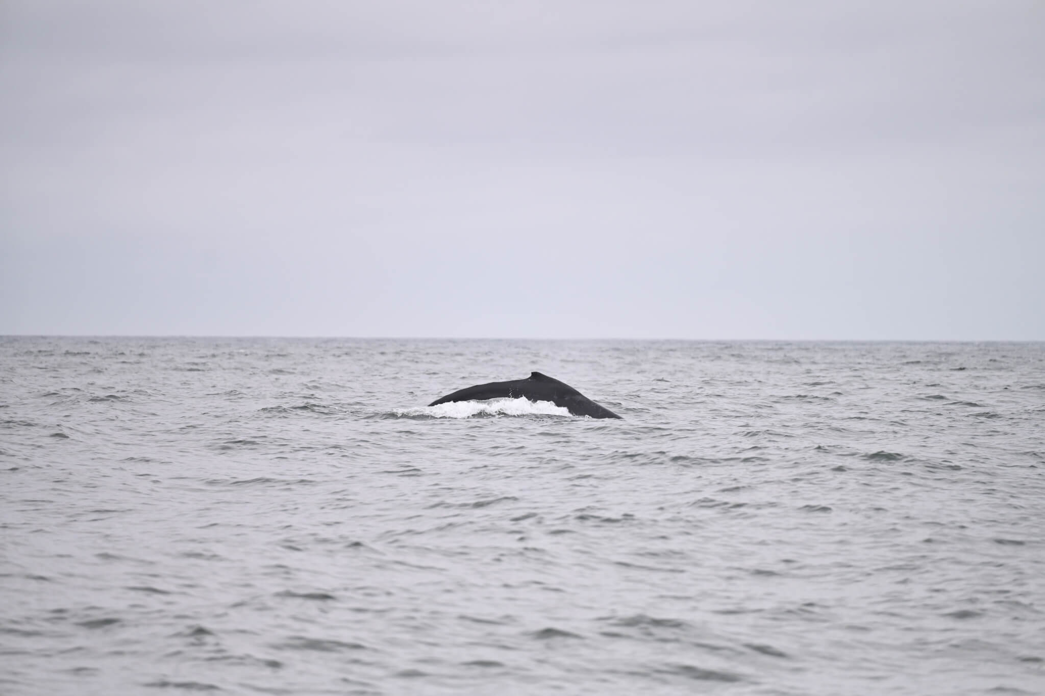Wildlife Photography on Washington's Evergreen Coast: Where Nature Steals the Spotlight Wildlife Photography on Washington's Evergreen Coast: Where Nature Steals the Spotlight