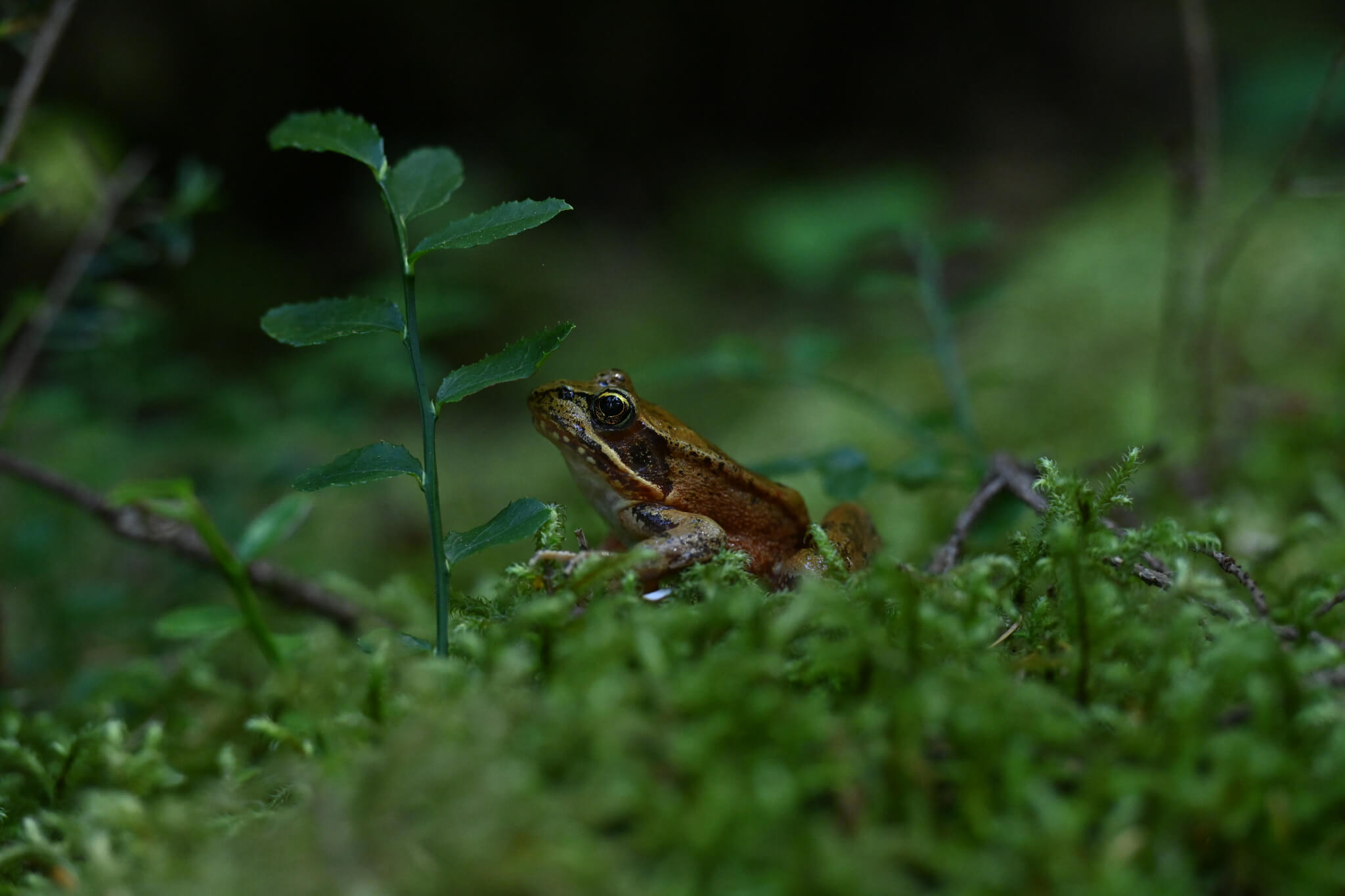 Wildlife Photography on Washington's Evergreen Coast: Where Nature Steals the Spotlight Wildlife Photography on Washington's Evergreen Coast: Where Nature Steals the Spotlight